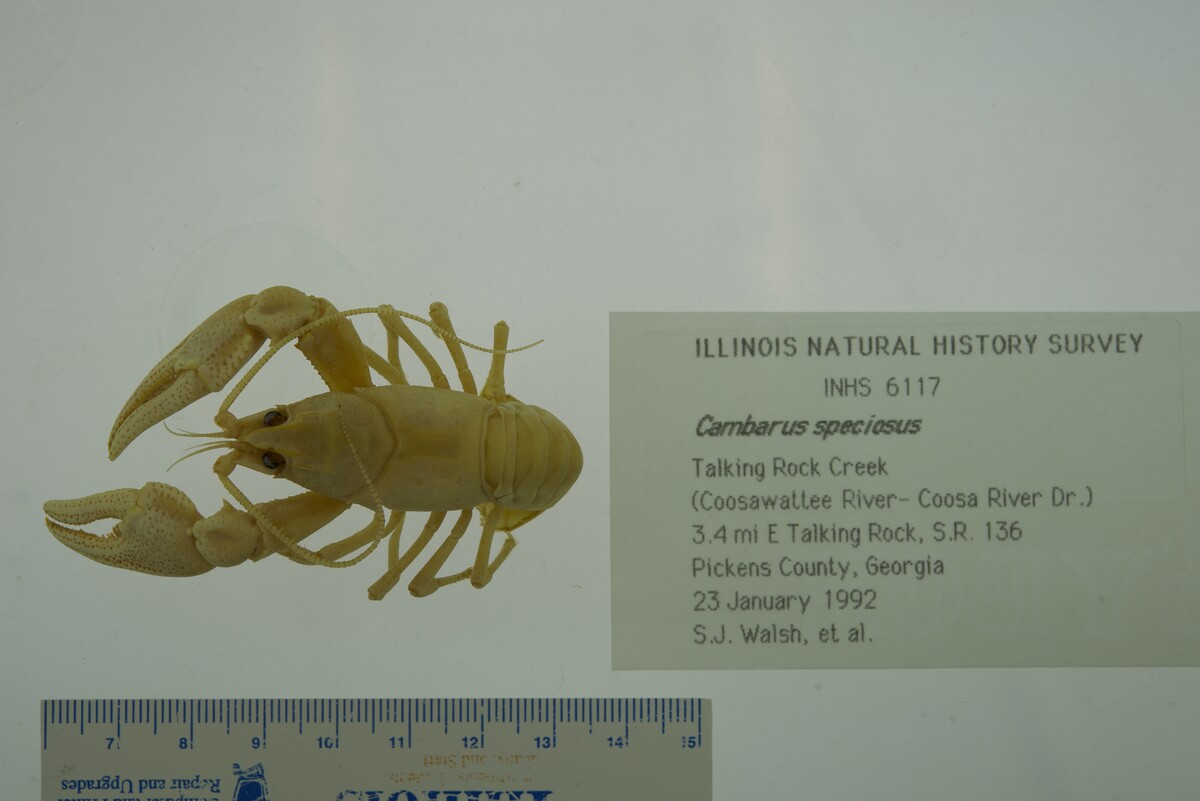 Cambarus speciosus image